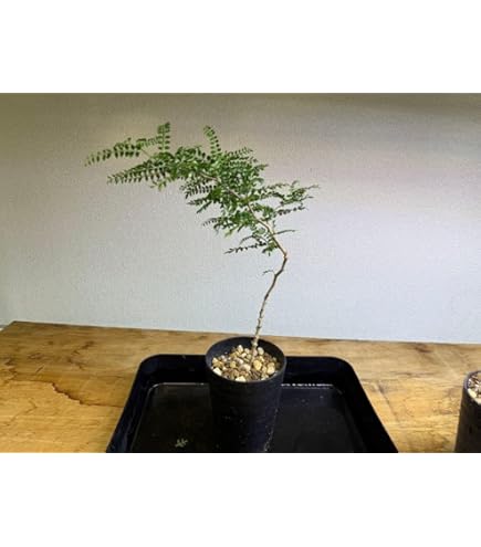Amazon｜良血統オペルクリカリア パキプス｜観葉植物 オンライン通販